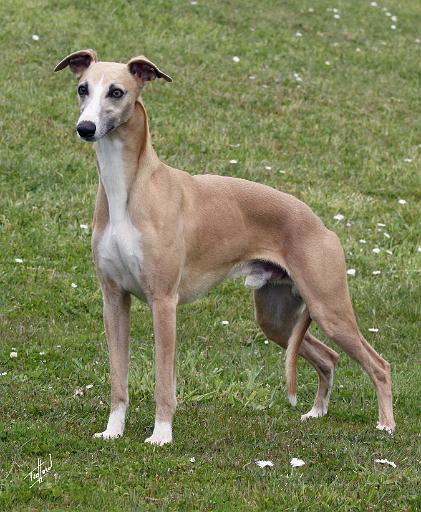 Whippet 9Y879D-052.JPG